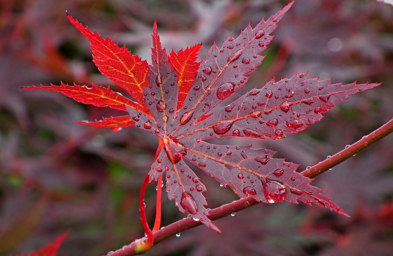 Exploring the Connection Between Art and Nature in Japanese Culture